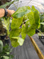 Philodendron Burle Marx Mint variegated