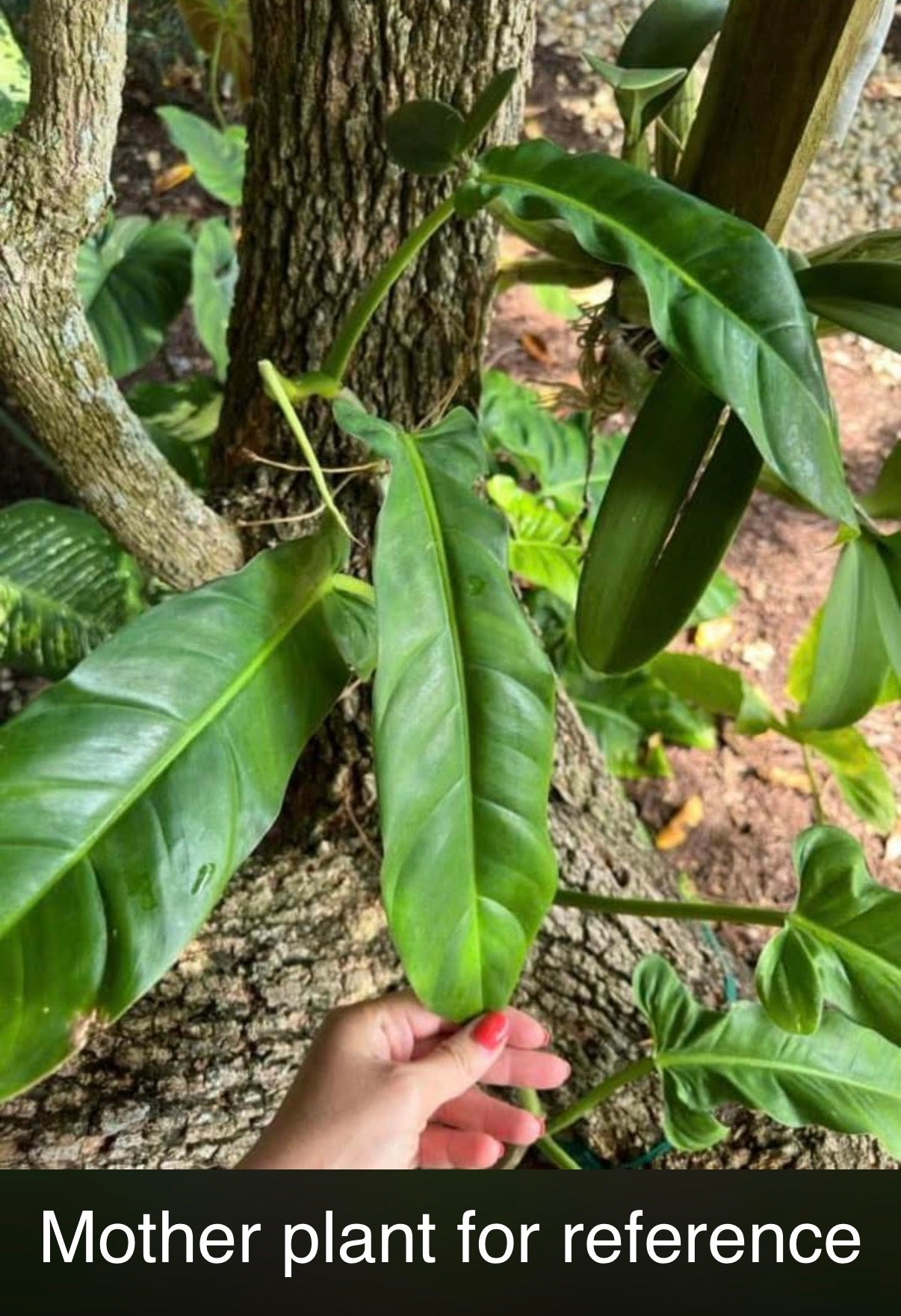 Philodendron barrosoanum 'Giganteum'