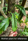 Philodendron barrosoanum 'Giganteum'
