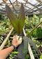 Areca vestiaria 'Red Form' Palm