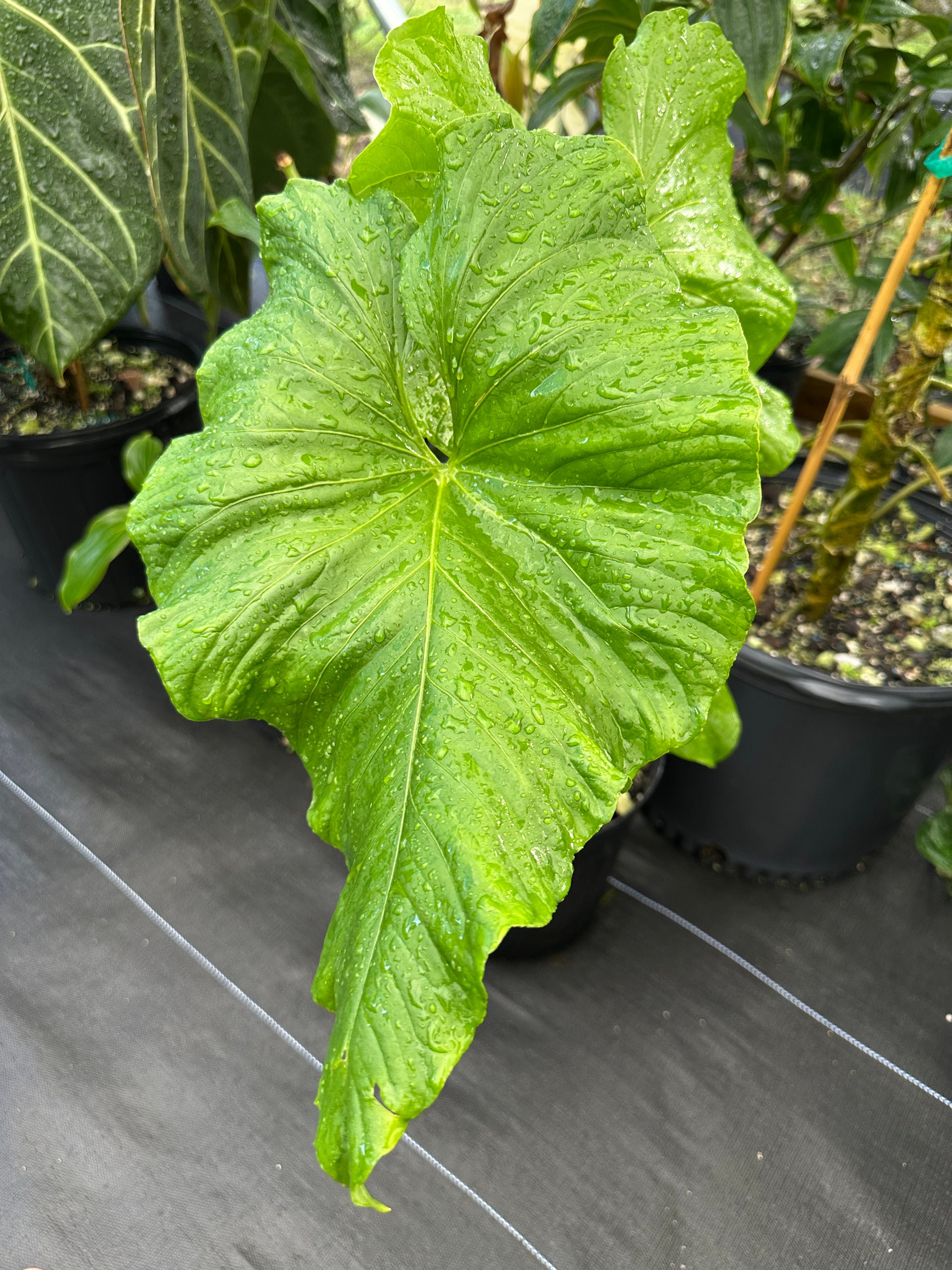 anthurium balaoanum Anthurium balaoanum Large, LOCAL PICK UP SPECIAL