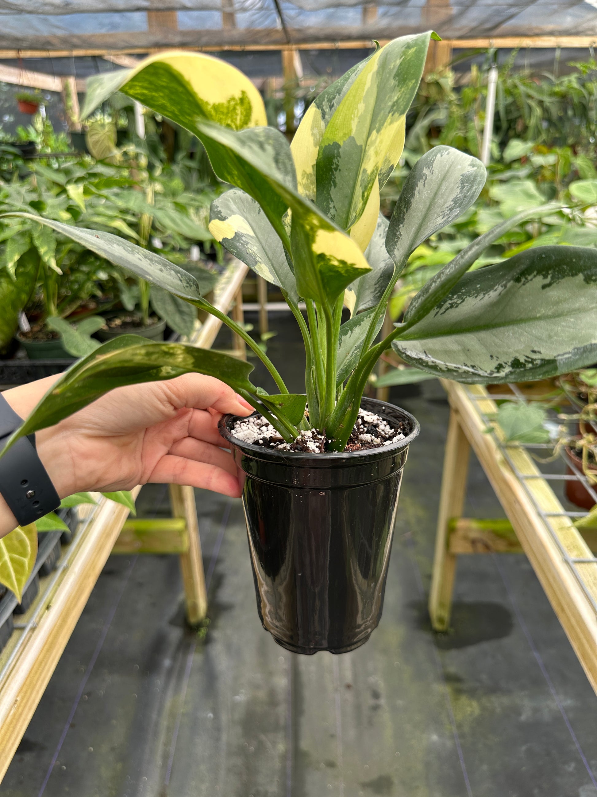 aglaonema suvarnabhumi Aglaonema suvarnabhumi variegated ‘Airport’