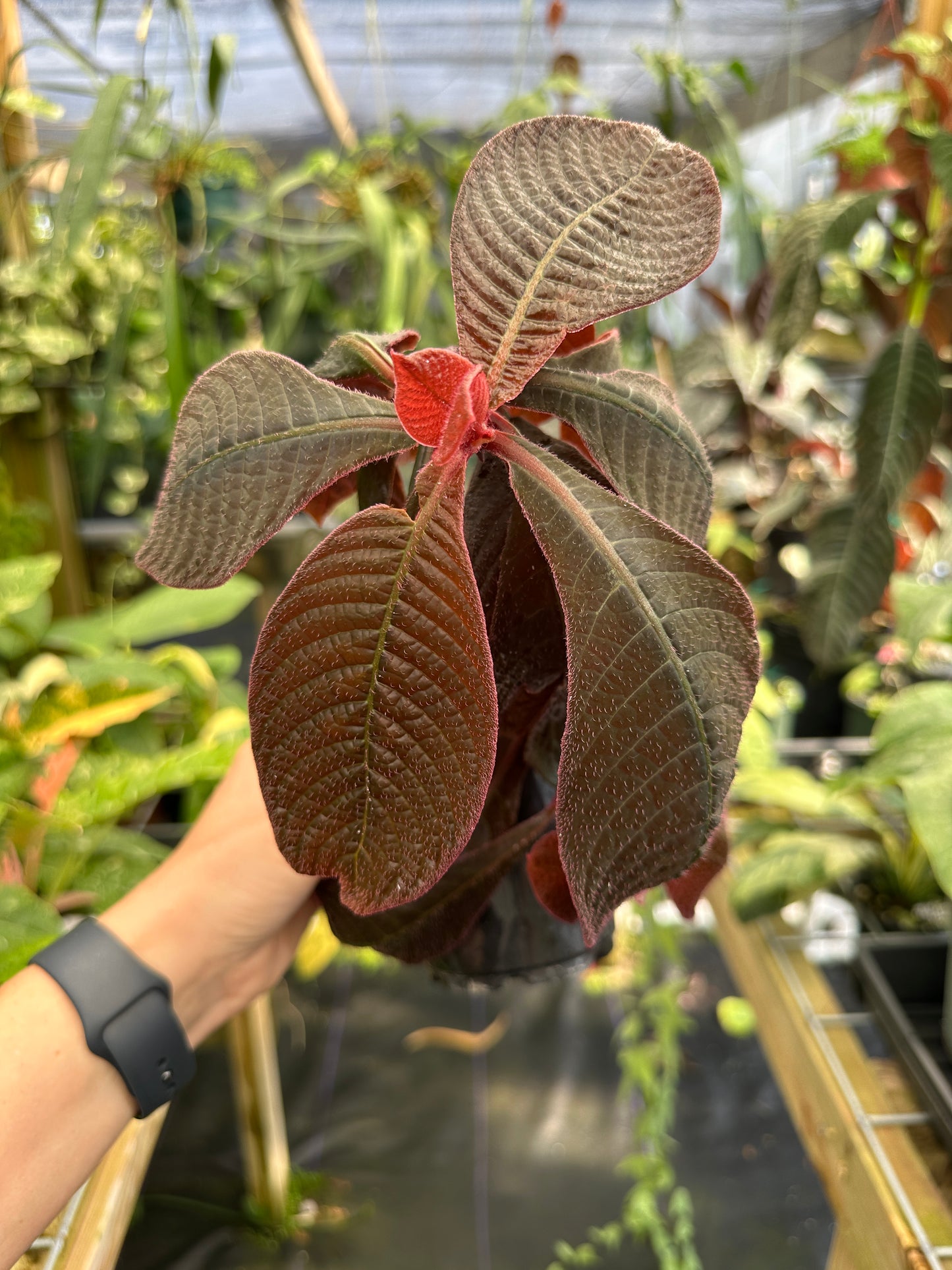 Hoffmannia roezlii type *red