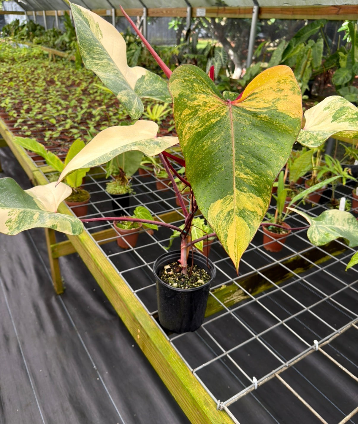 Philodendron 'Strawberry Shake' Large, LOCAL PICK UP SPECIAL