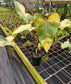 Philodendron 'Strawberry Shake' Large, LOCAL PICK UP SPECIAL