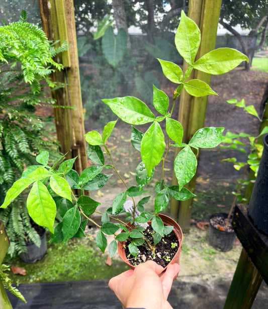 Inga edulis, Ice Cream Bean Tree
