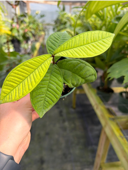 Syzygium versteegii