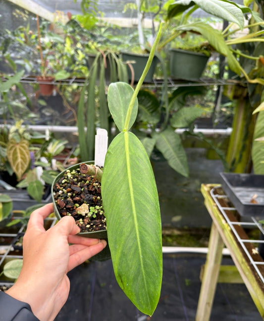 Philodendron sp. Costa Rica, Rare