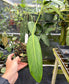 Philodendron sp. Costa Rica, Rare