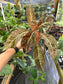 Hoffmannia ghiesbreghtii Variegated, Strawberry Taffeta Plant