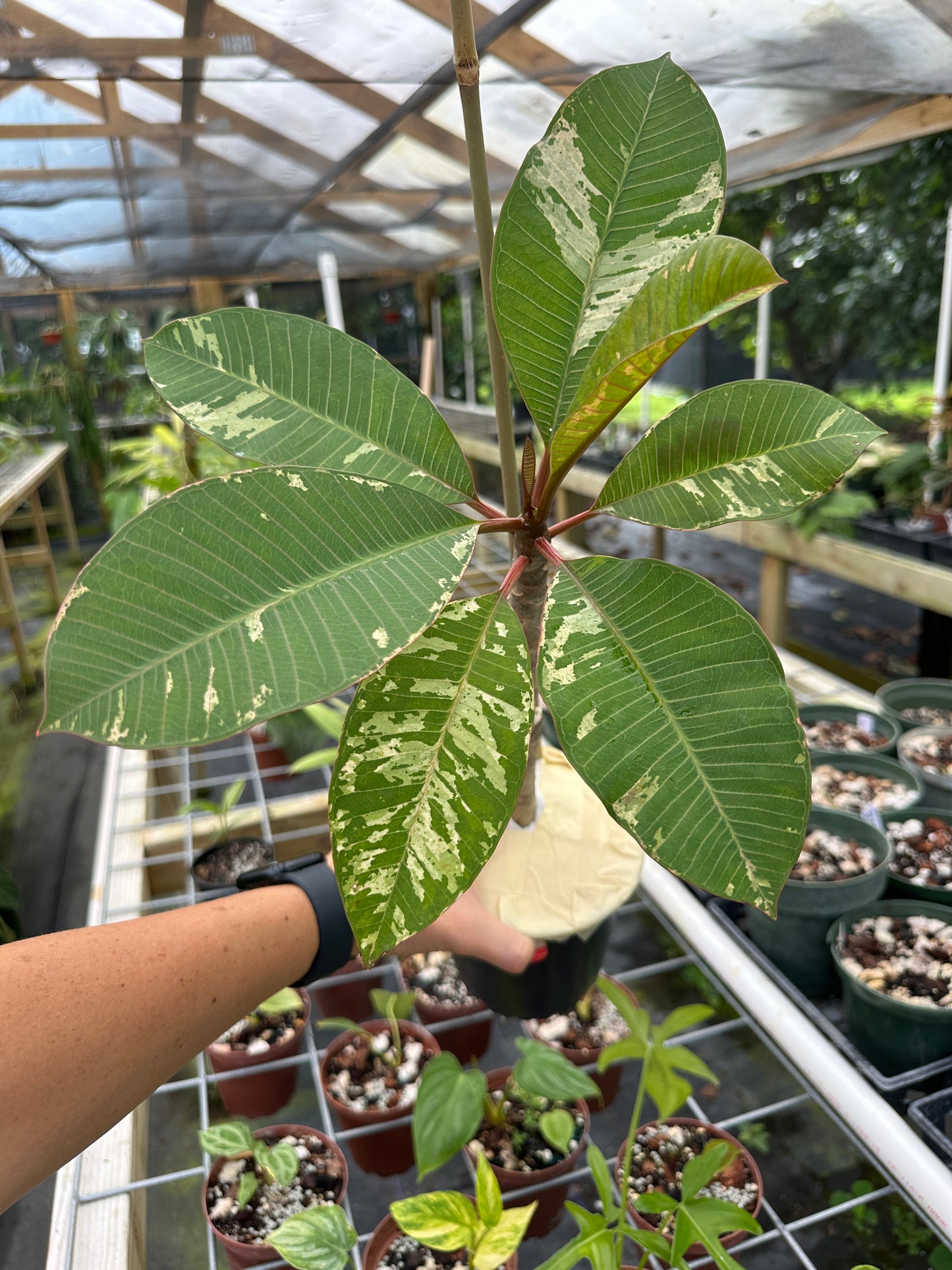 Variegated Plumeria Frangipani, Pink Flowers