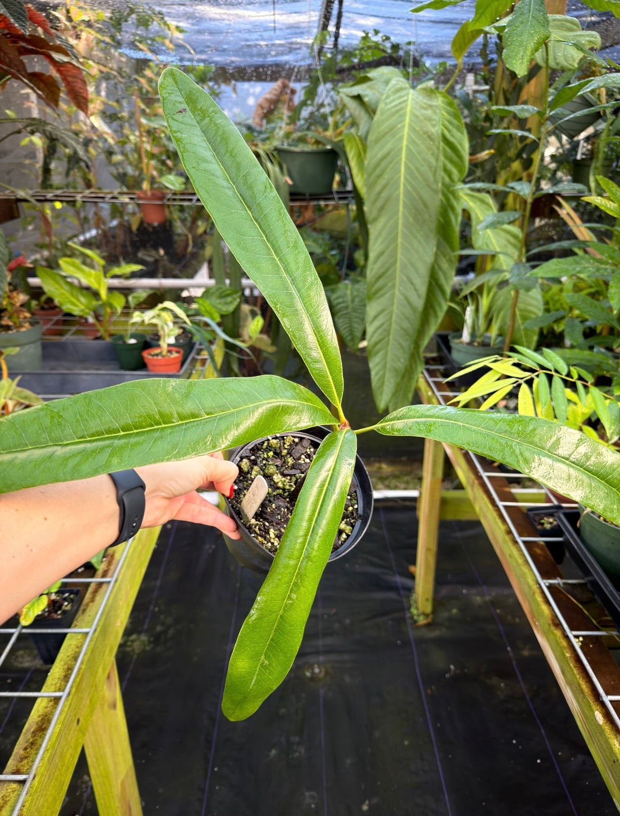 Clavija domingensis Rare