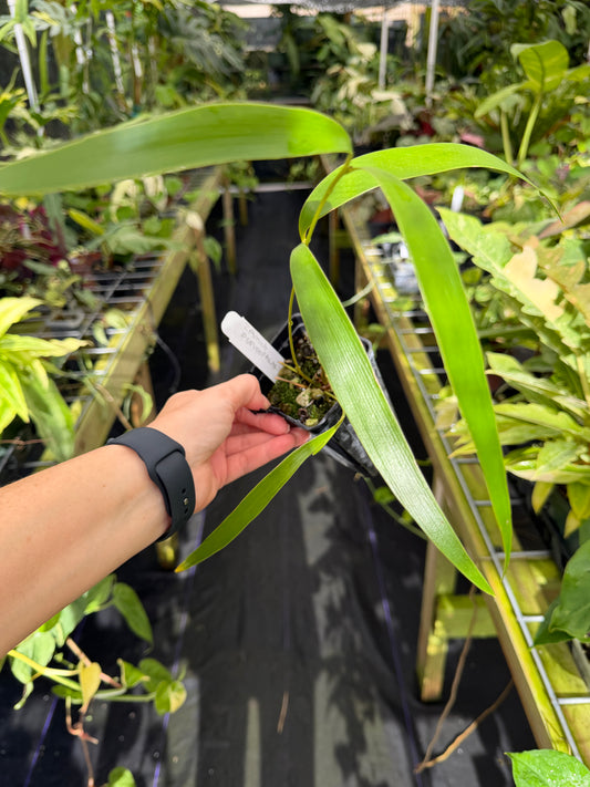 Zamia pseudoparasitica Rare epiphytic cycad by Ree Gardens