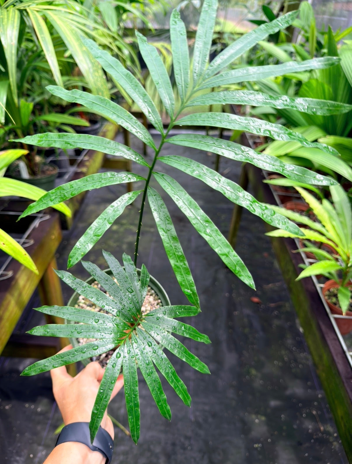 Cycas glauca Rare Cycad