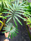 Cycas glauca Rare Cycad