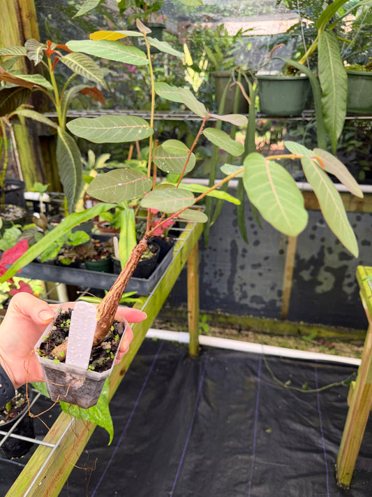 Phyllanthus mirabilis