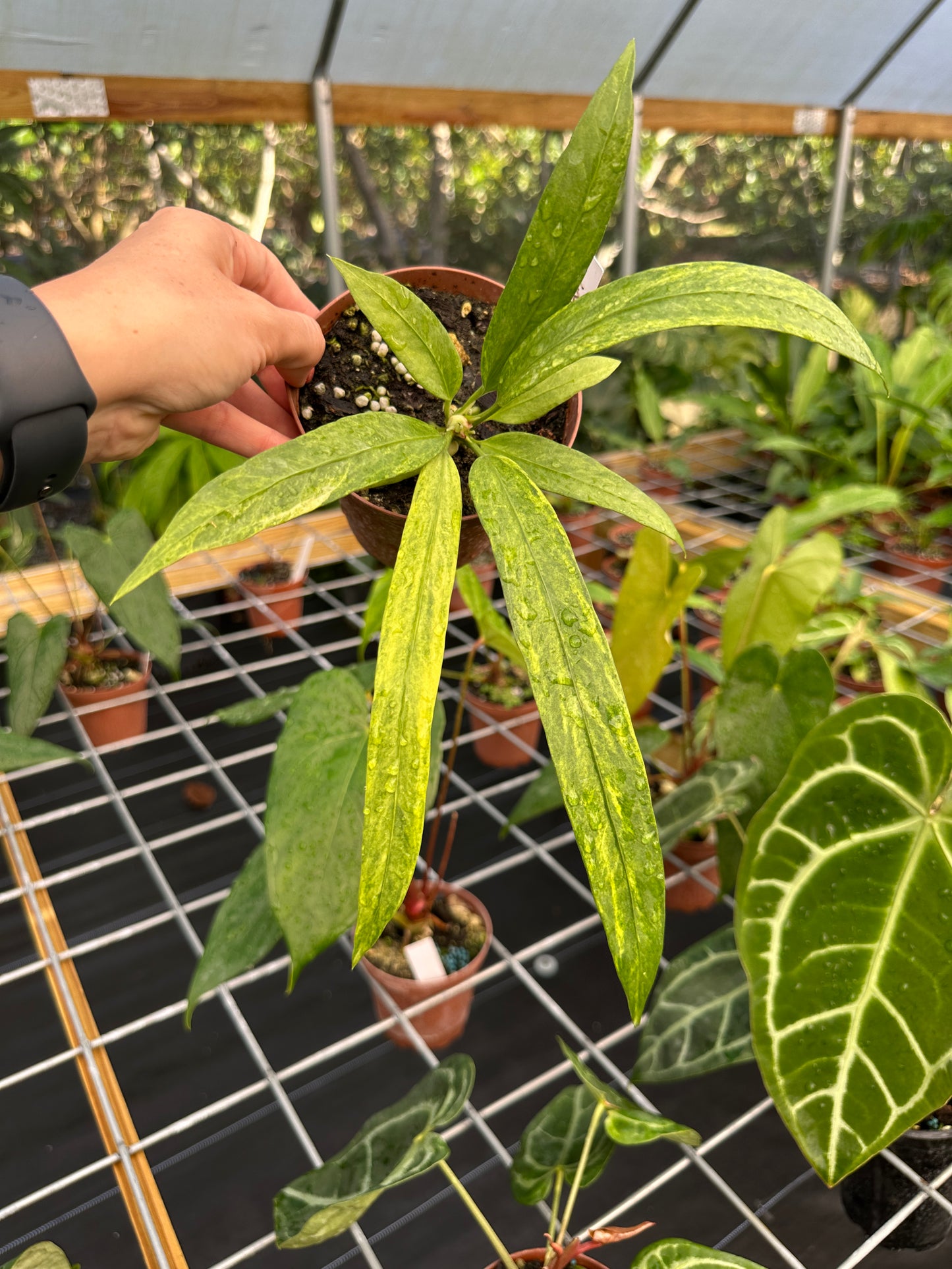 Anthurium vittarifolium variegated Exact Plant