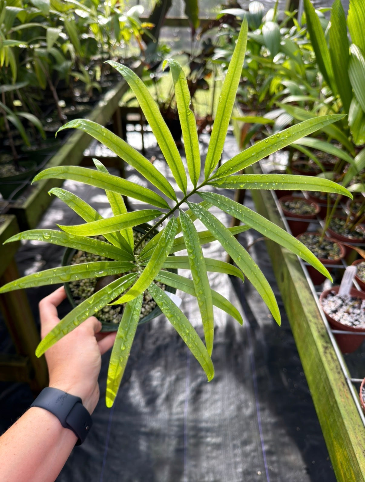 Cycas scratchleyana Rare Cycad EXACT PLANT