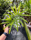 Cycas scratchleyana Rare Cycad EXACT PLANT