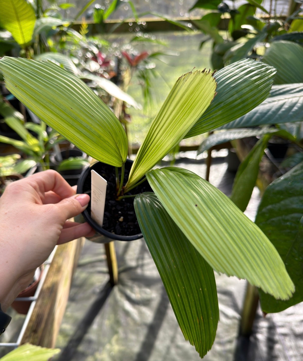 Licuala fractiflexa, Rare Palm