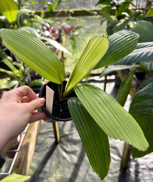 Licuala fractiflexa, Rare Palm