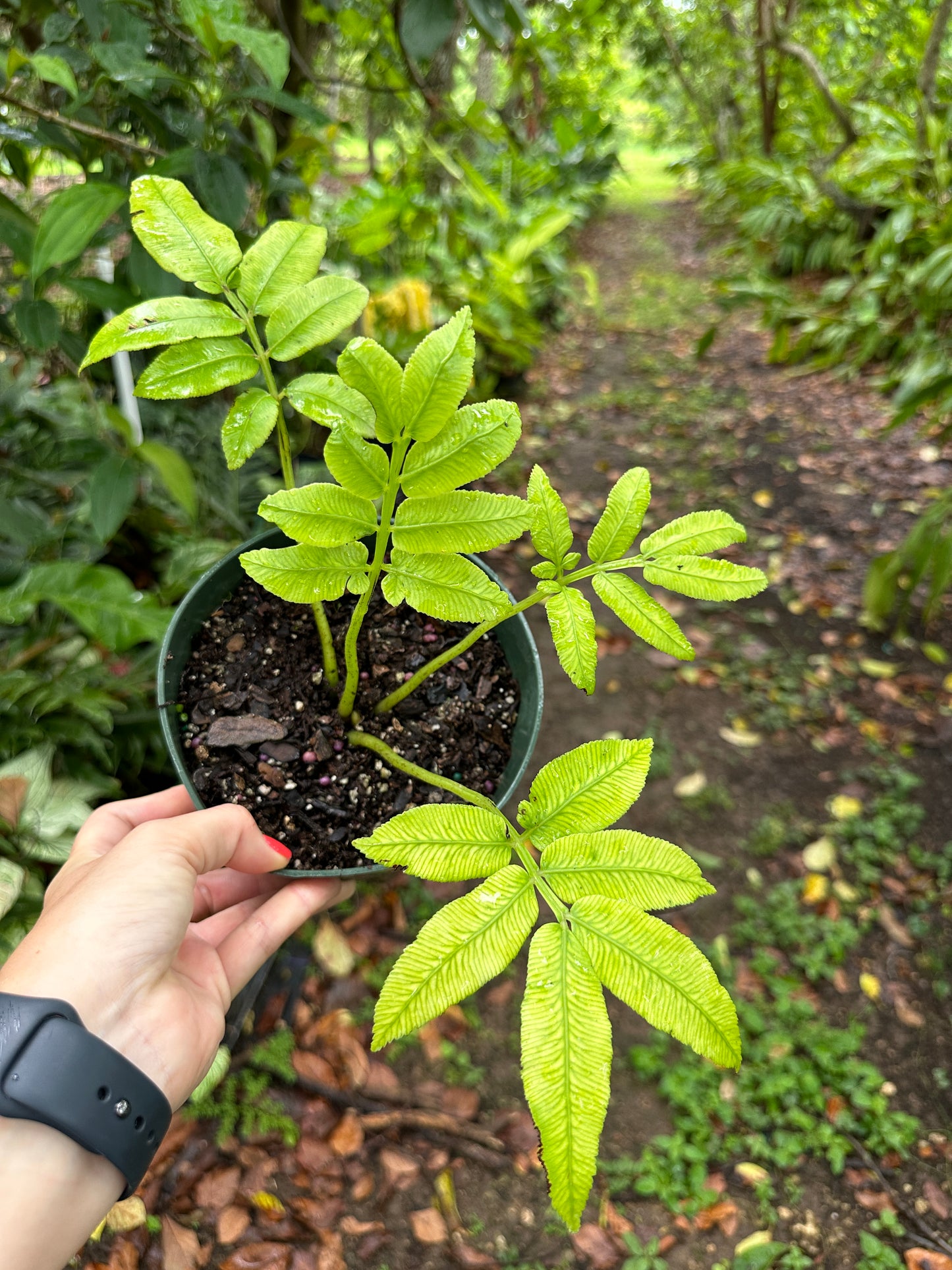 Rare Angiopteris evecta, Giant Mules Foot Fern