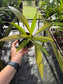 Barringtonia papuana, Rare