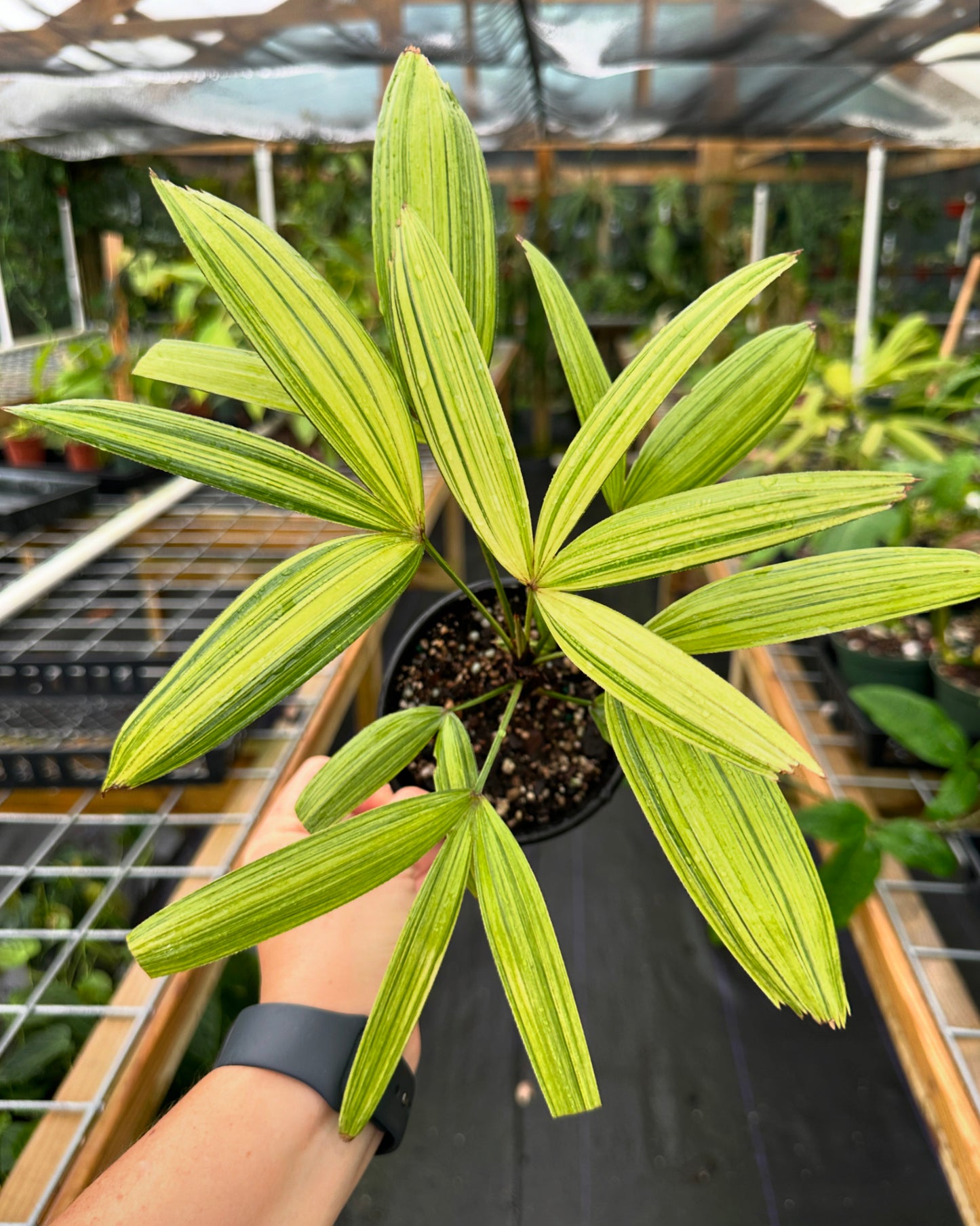 Rhapis Excelsa Dwarf Variegated, Dwarf Variegated Japanese Lady Palm High Color (EXACT PLANT)