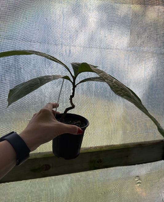 Coccoloba tuerckheimii Rare