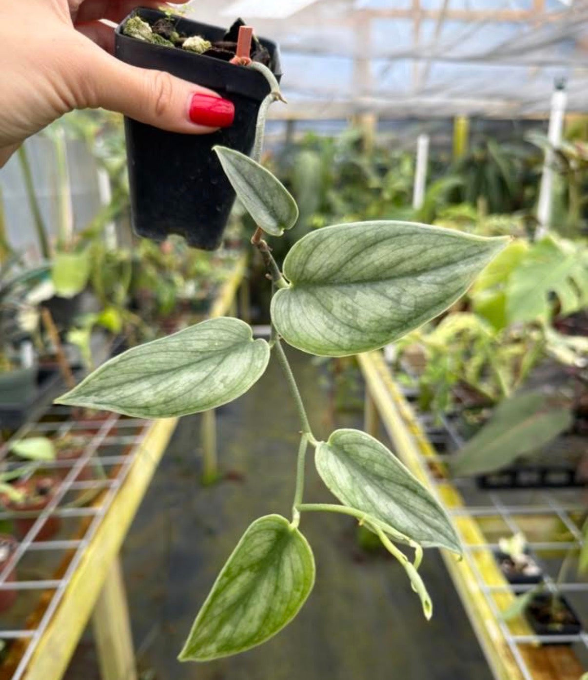 Scindapsus sp. Curlew Rare