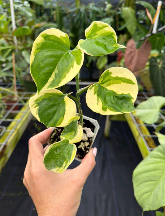 Epipremnum aureum Manjula Mutation, "Poonsin"