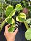 Epipremnum aureum Manjula Mutation, "Poonsin"