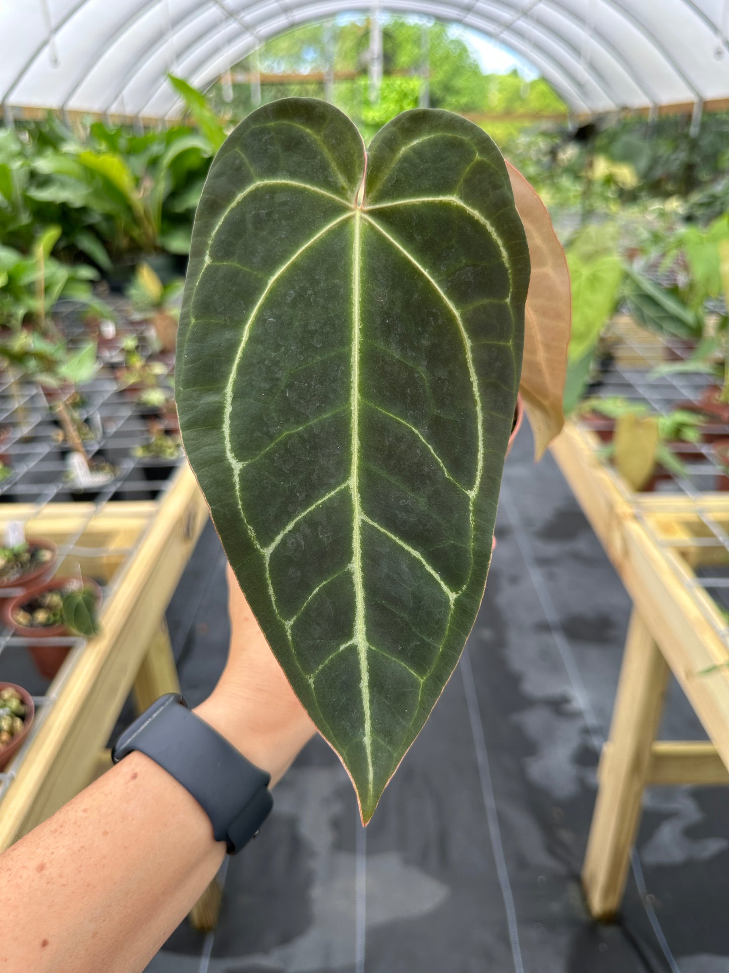 Anthurium (Black Widow x Michelle) x (magnificum x papillilaminum) EXACT PLANT