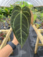 Anthurium (Black Widow x Michelle) x (magnificum x papillilaminum) EXACT PLANT