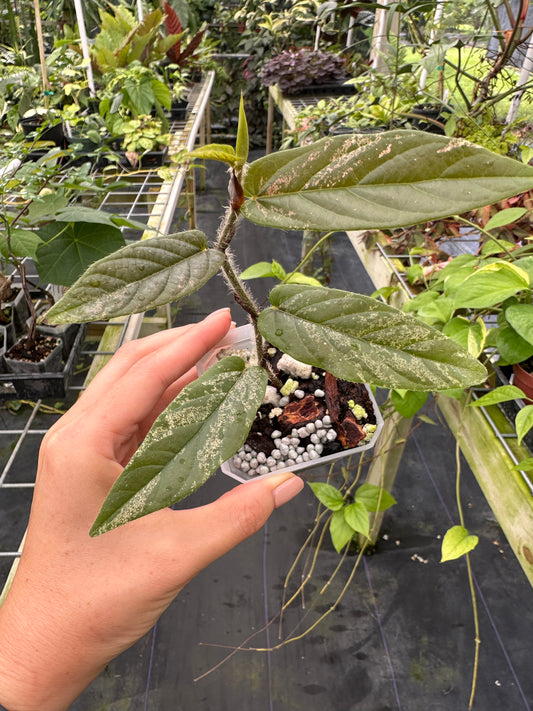 Rare Ficus sagittata variegated