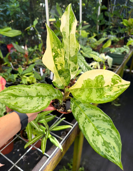 Aglaonema commutatum 'Manila Pride' variegated