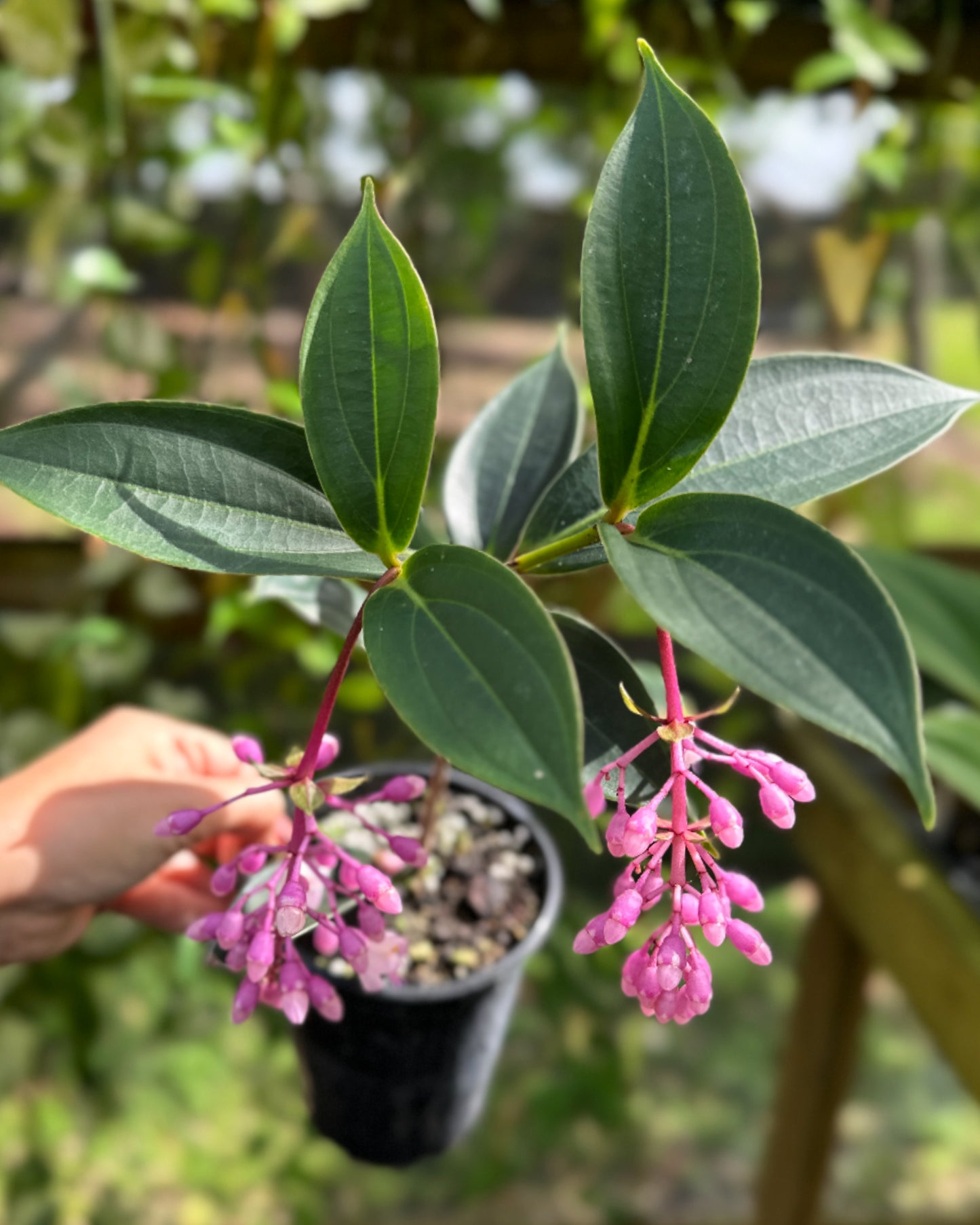 Medinilla dwarf hybrid 'Arosa'