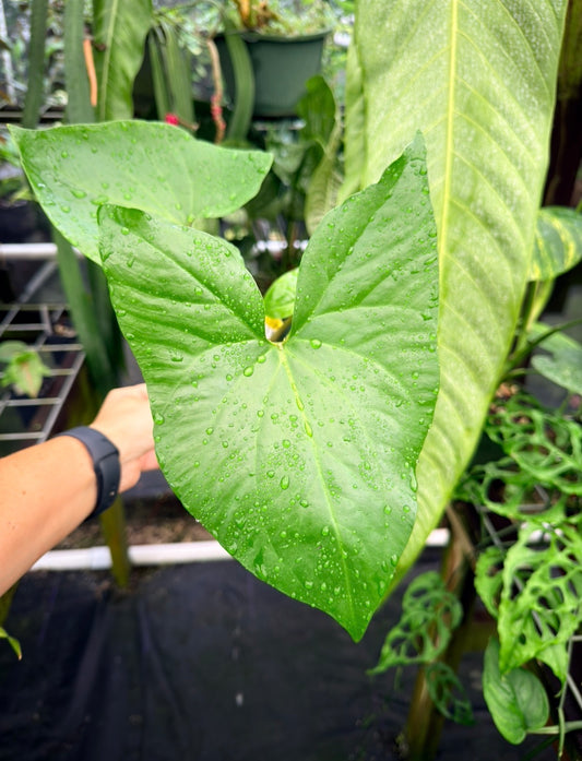 Cyrtosperma merkusii, Rare