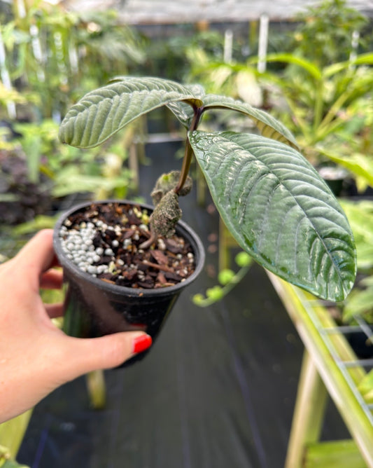 Syzygium jiewhoei, Rare