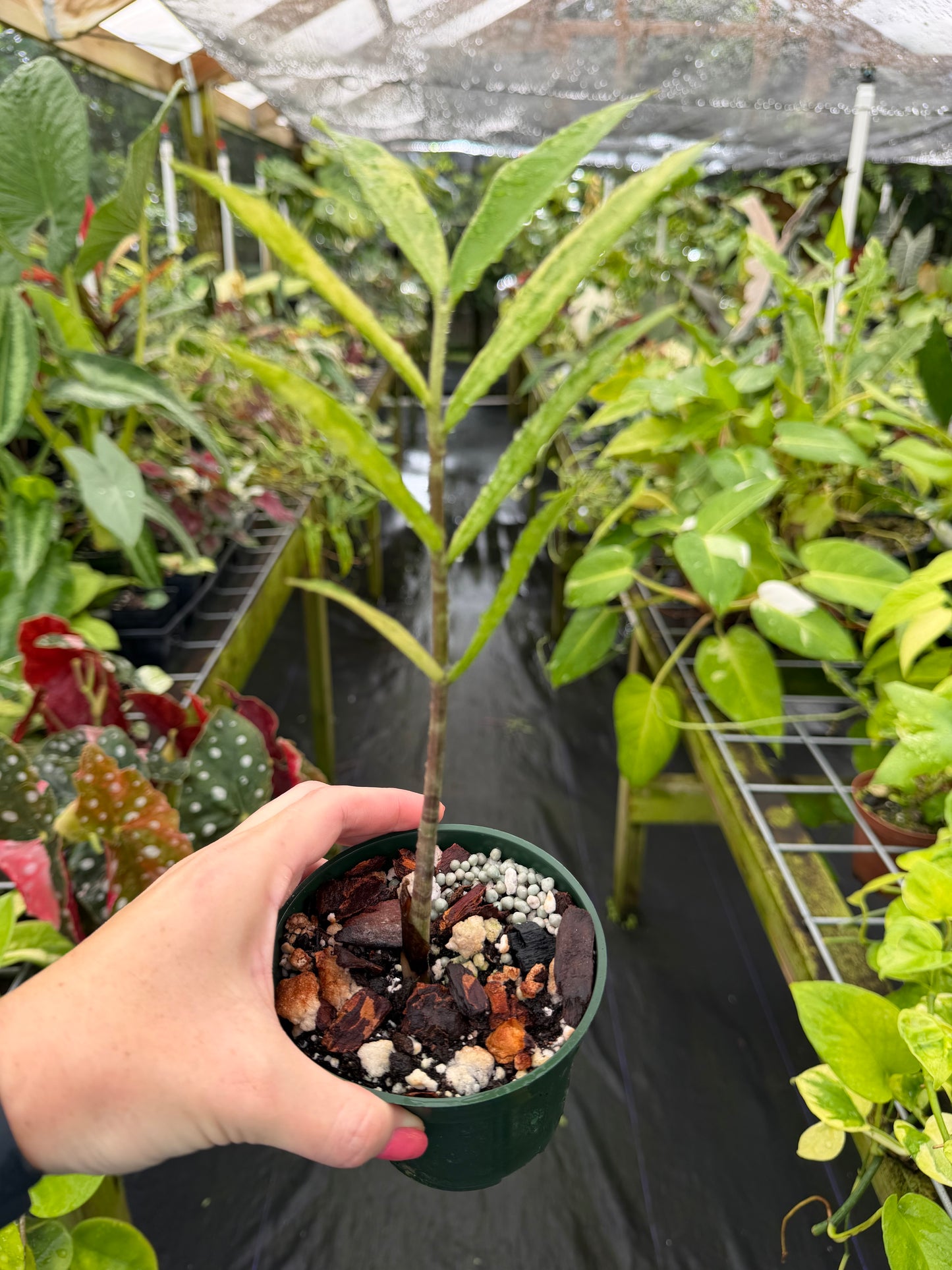 Zamiocoulas Zamiifolia "ZZ" Plant variegated "WILD FORM"