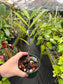 Zamiocoulas Zamiifolia "ZZ" Plant variegated "WILD FORM"