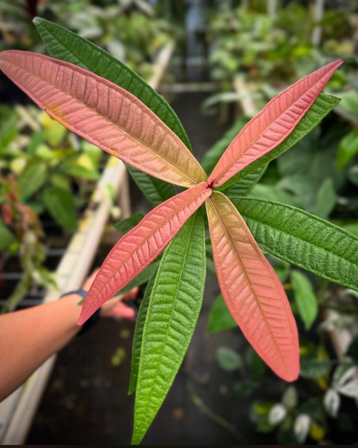 Syzygium sp. Celebes, Pink Emergent