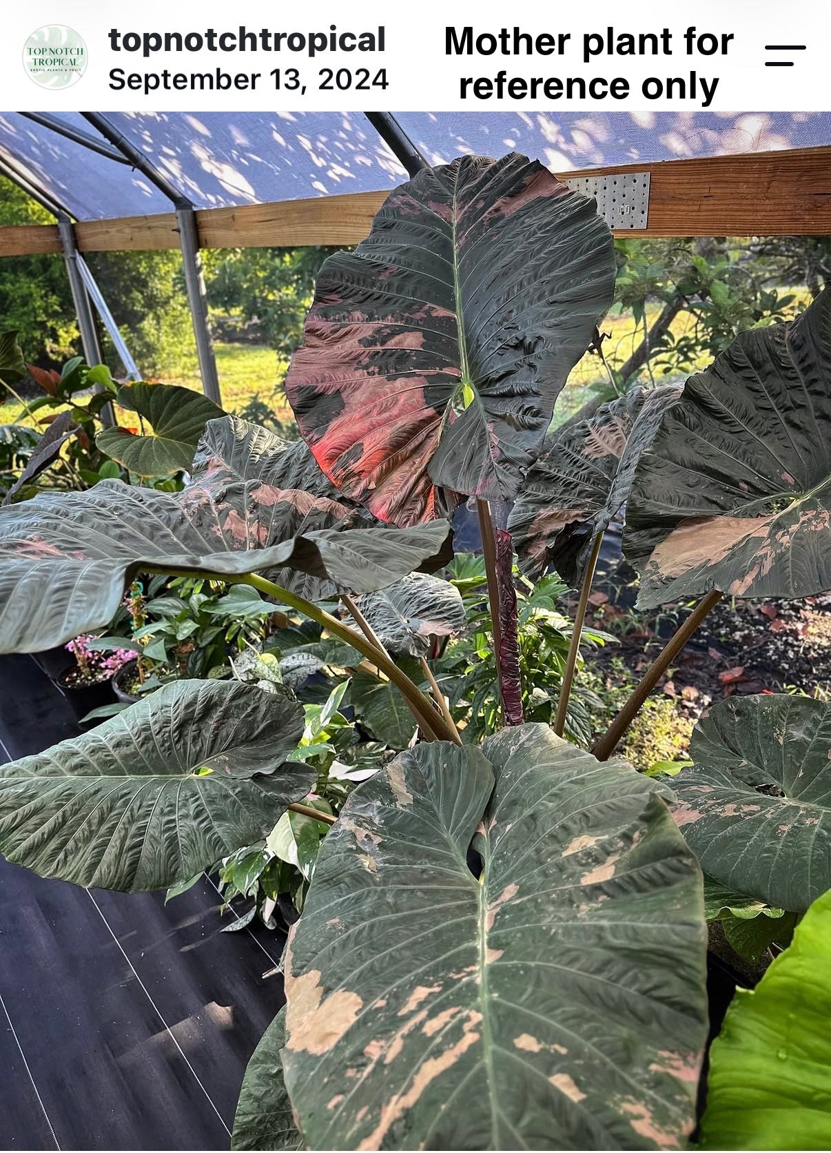 Alocasia 'Serendipity' Pink Variegated (EXACT PLANT)