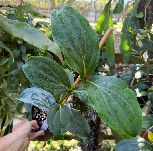 Medinilla Magnifica Royal Twist (Famous Chandelier Flowers)