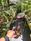 Alocasia 'Serendipity' Pink Variegated (EXACT PLANT)