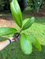Licuala grandis Large