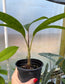 Pinanga crassipes