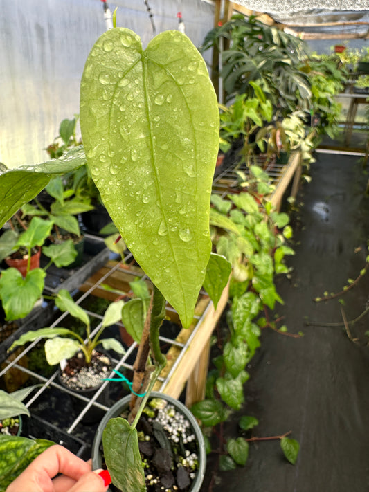 Anthurium sp. 'Limon' EXACT PLANT