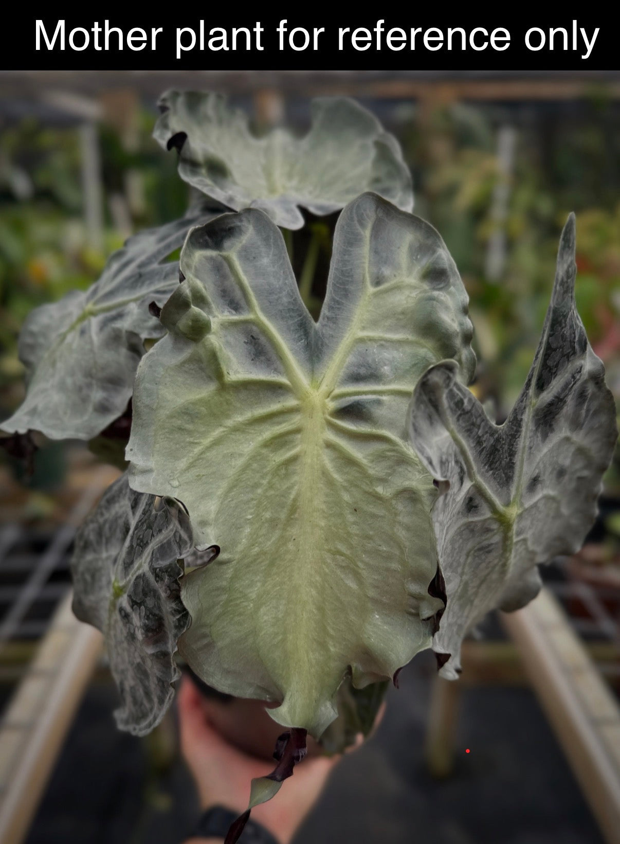 Alocasia 'Venom'