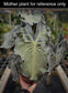 Alocasia 'Venom'